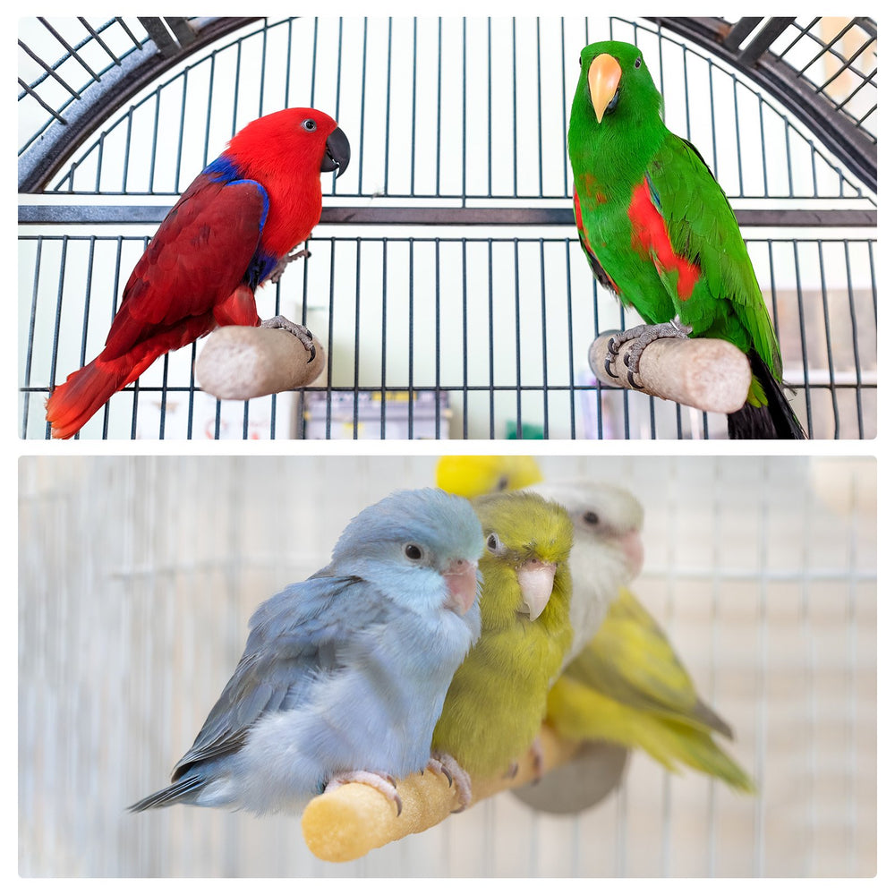 Sand perch and cooler for birds 