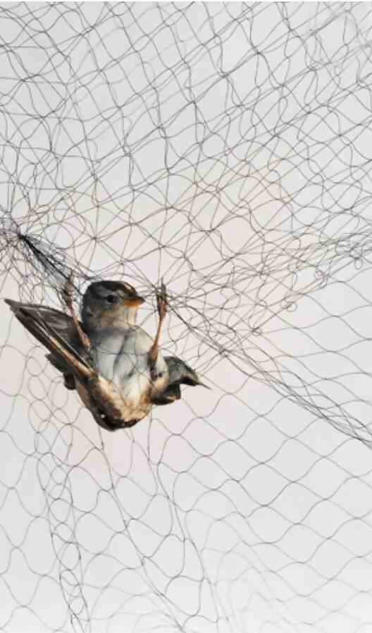 شبك صيد الطيور من النايلون مقاس 2*15 متر