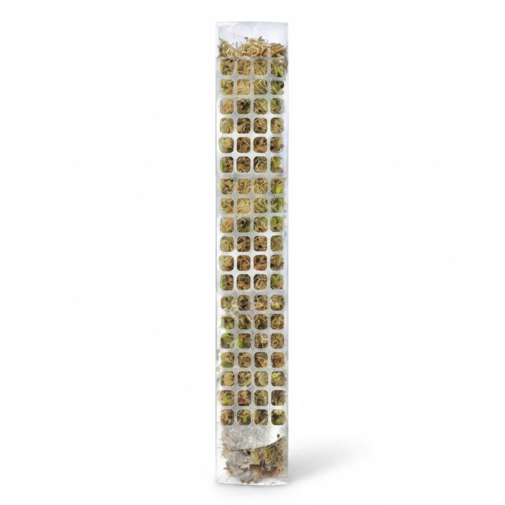دعامة تسلق النباتات البلاستيكية (Moss Pole) لدعم النباتات المتسلقة - آنية المنزل الراقي